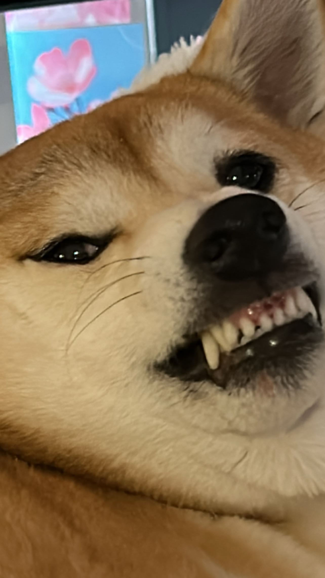 zommmbri instagram image archive image