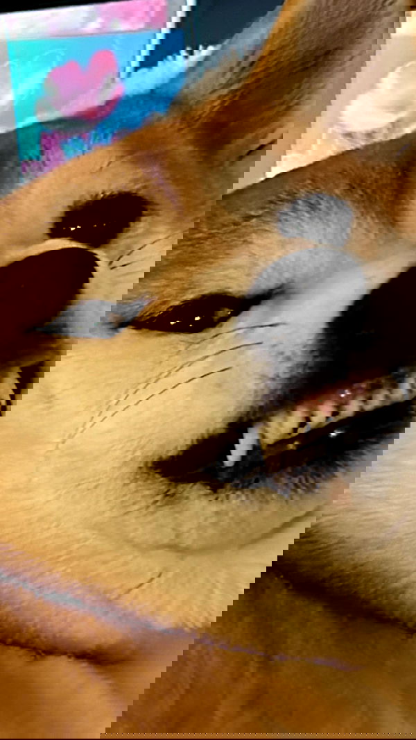 zommmbri image ~ Altpins