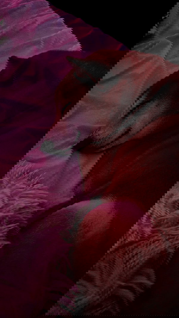 zommmbri image ~ Altpins