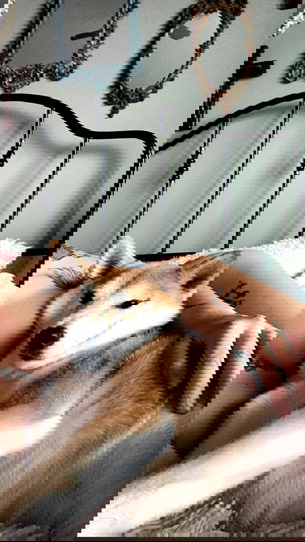 zommmbri image ~ Altpins