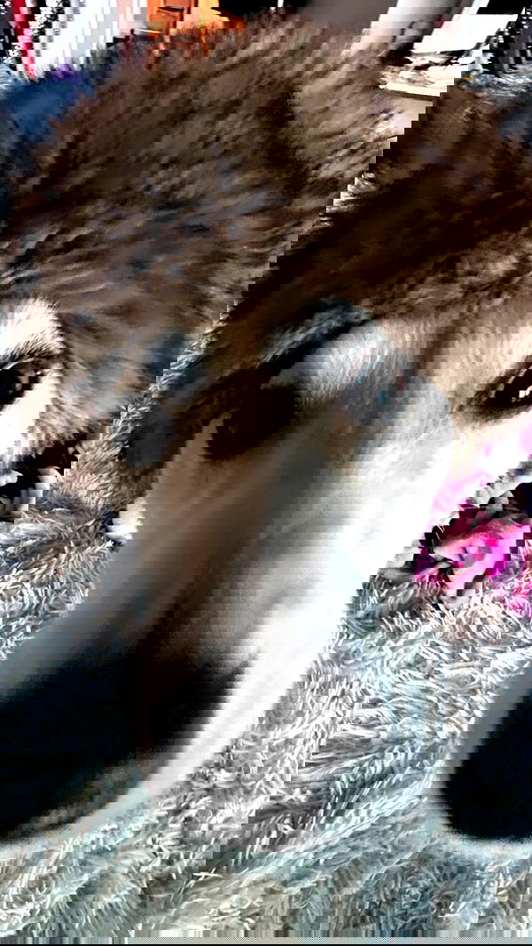 zommmbri image ~ Altpins