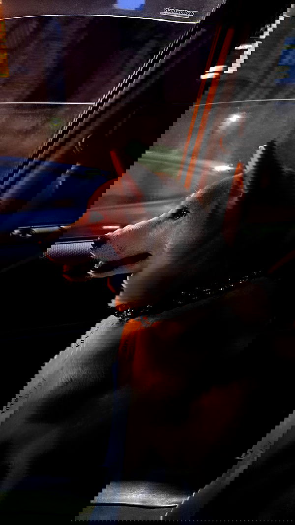 zommmbri image ~ Altpins