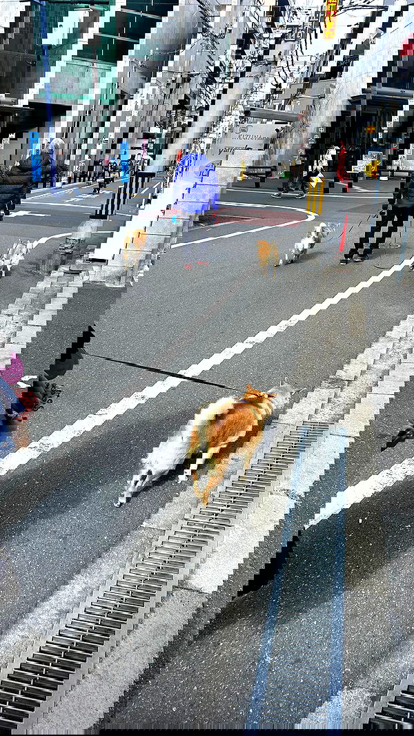 zommmbri image ~ Altpins