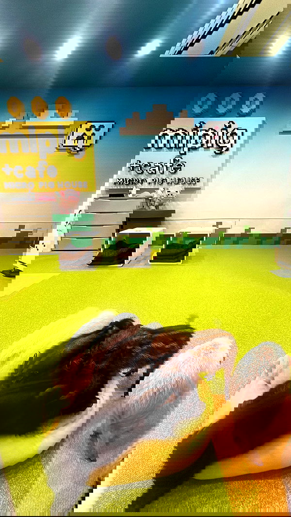 zommmbri image ~ Altpins