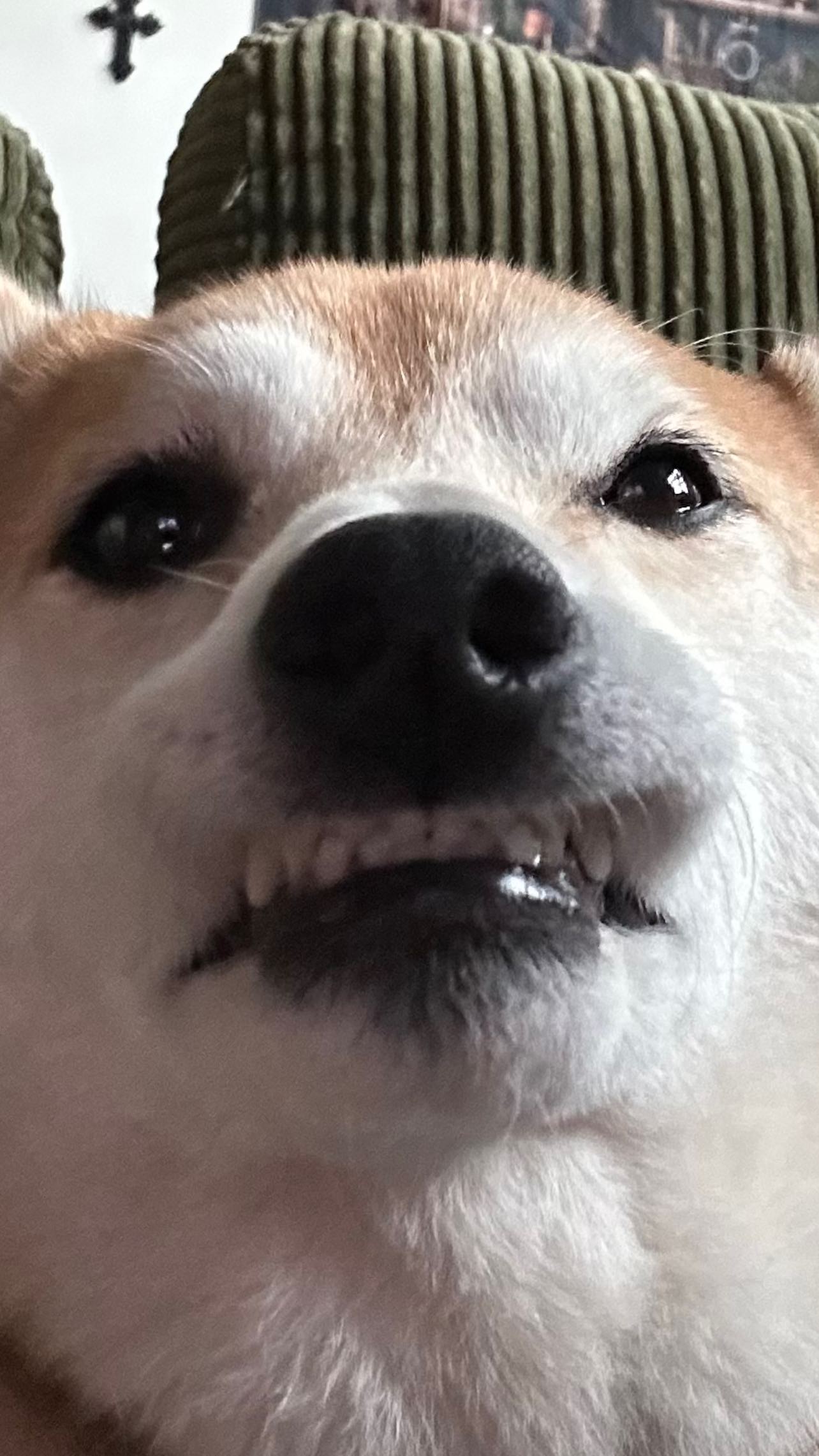 zommmbri instagram image archive image