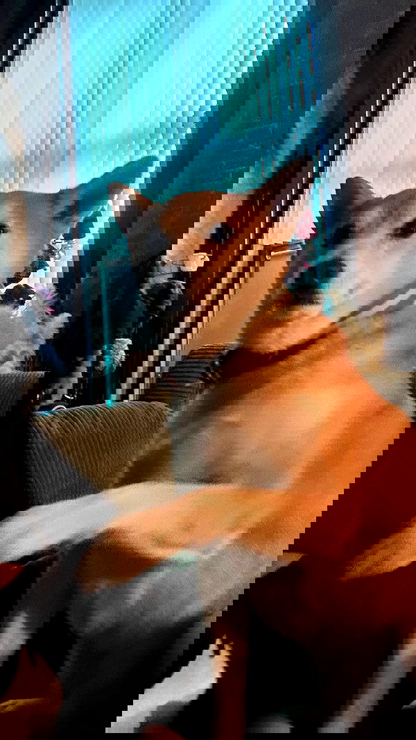 zommmbri image ~ Altpins