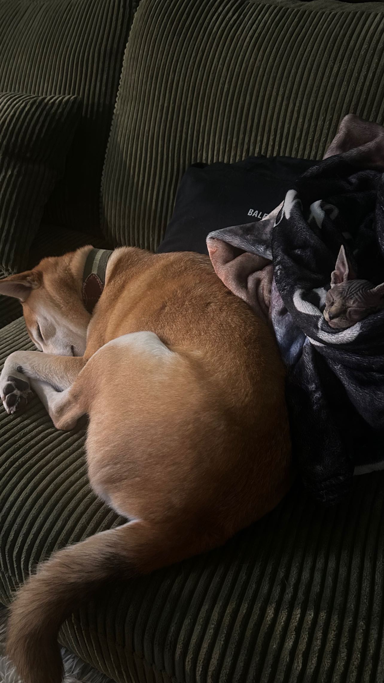 zommmbri instagram image archive image