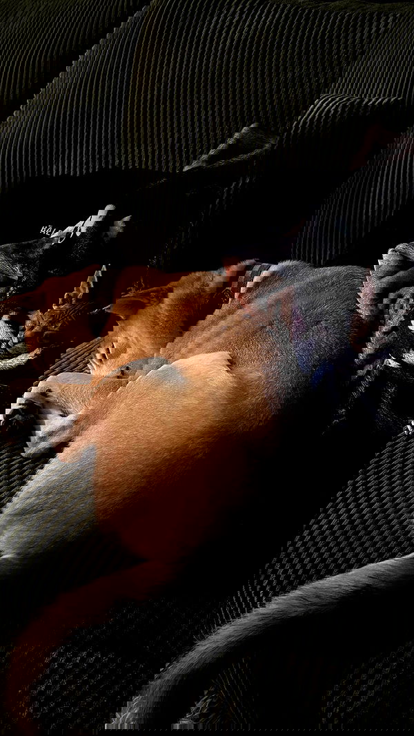 zommmbri image ~ Altpins