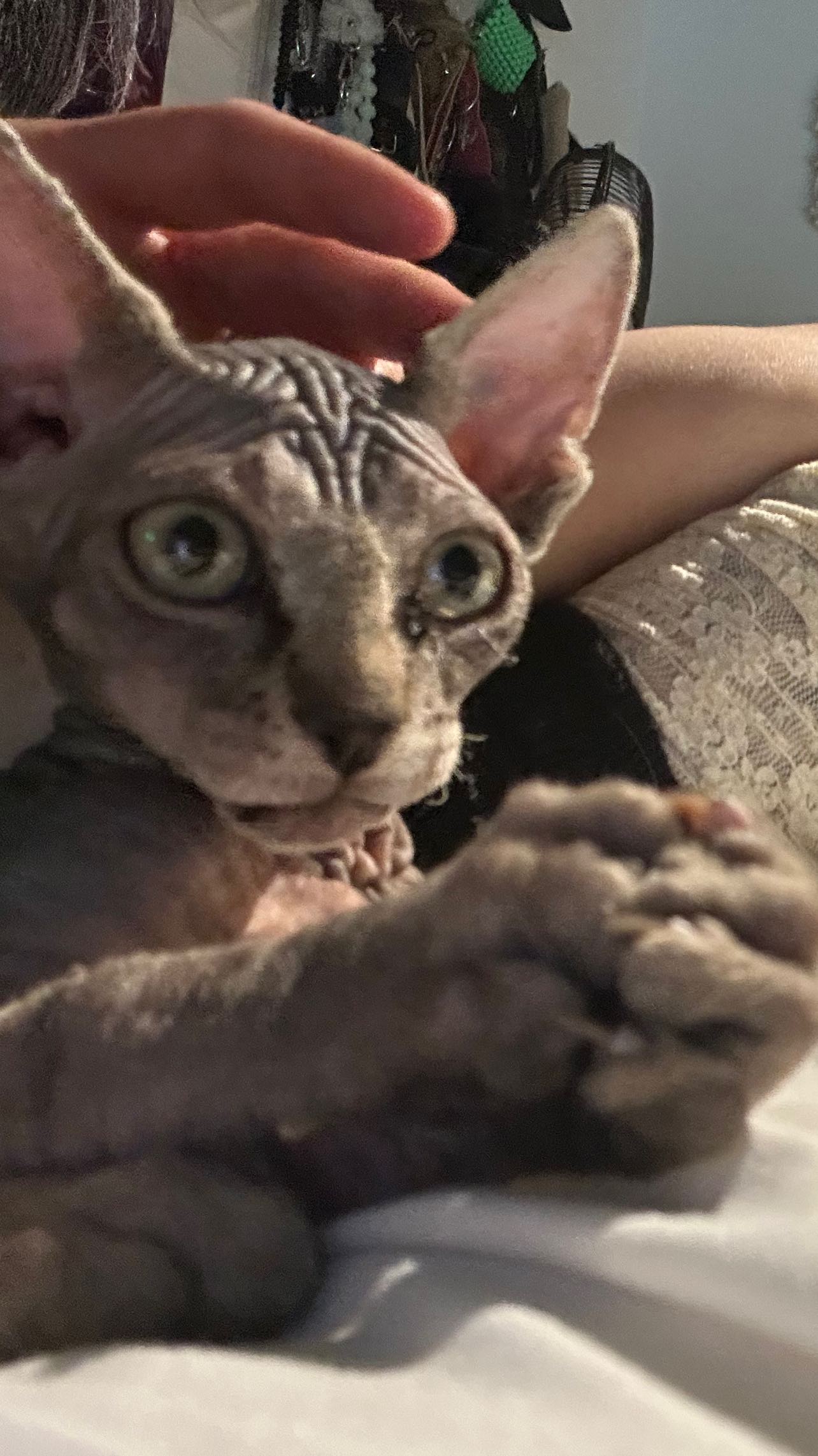 zommmbri instagram image archive image