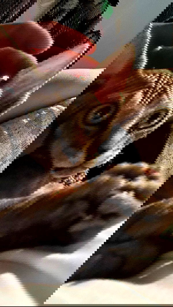 zommmbri image ~ Altpins