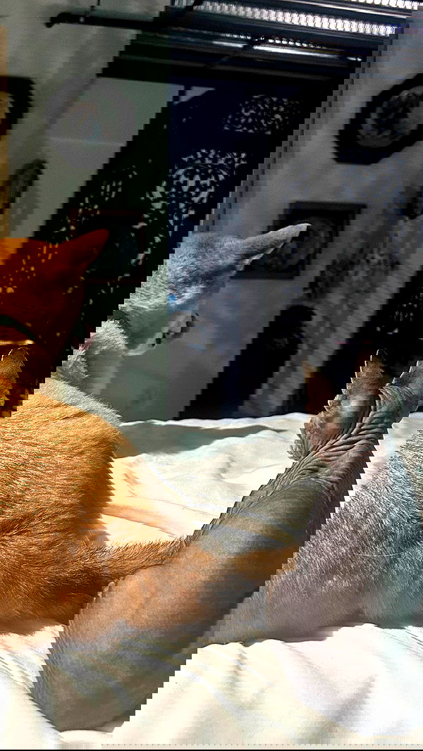 zommmbri image ~ Altpins