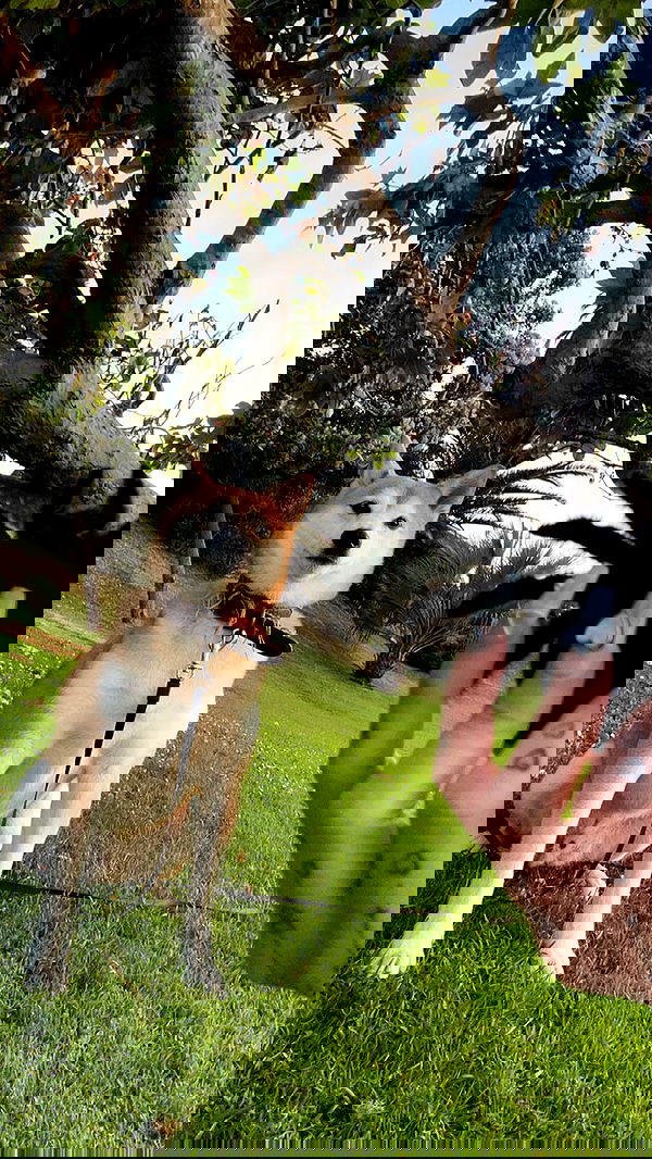 zommmbri image ~ Altpins