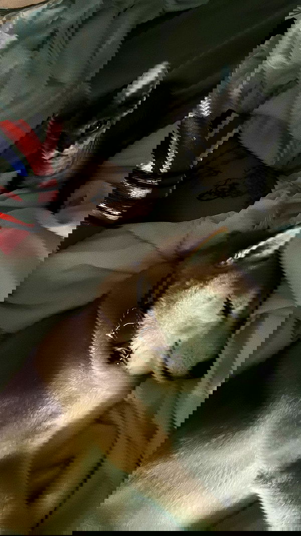 zommmbri image ~ Altpins