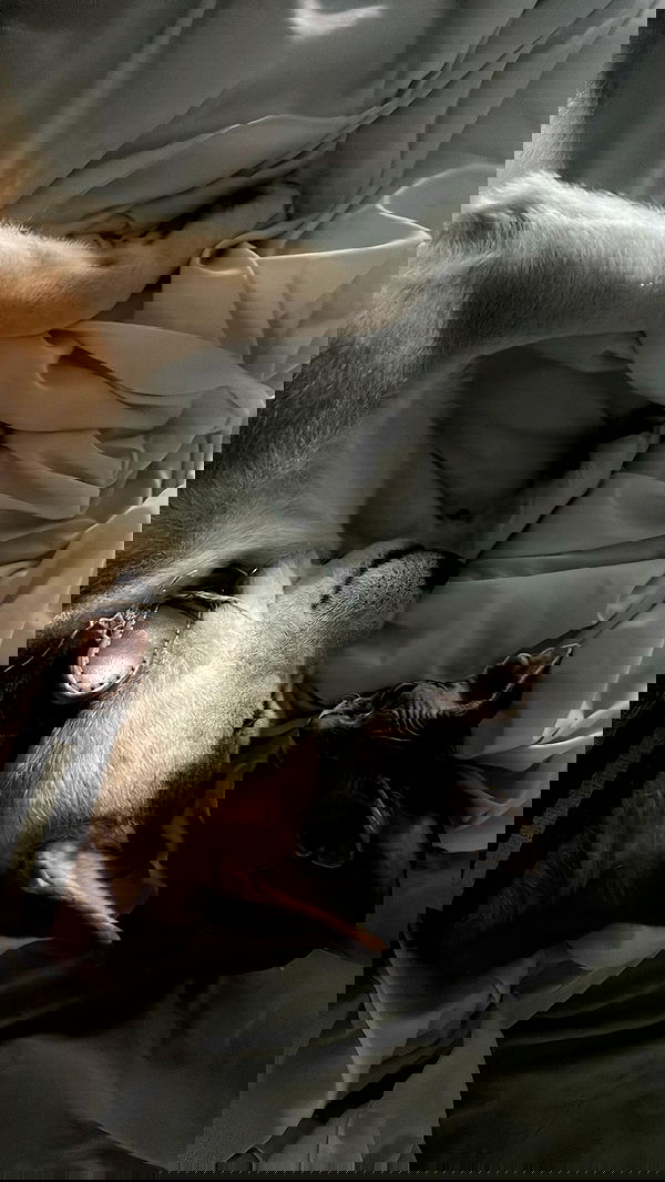 zommmbri image ~ Altpins