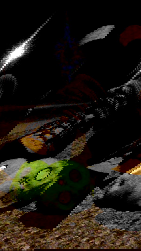 zommmbri image ~ Altpins