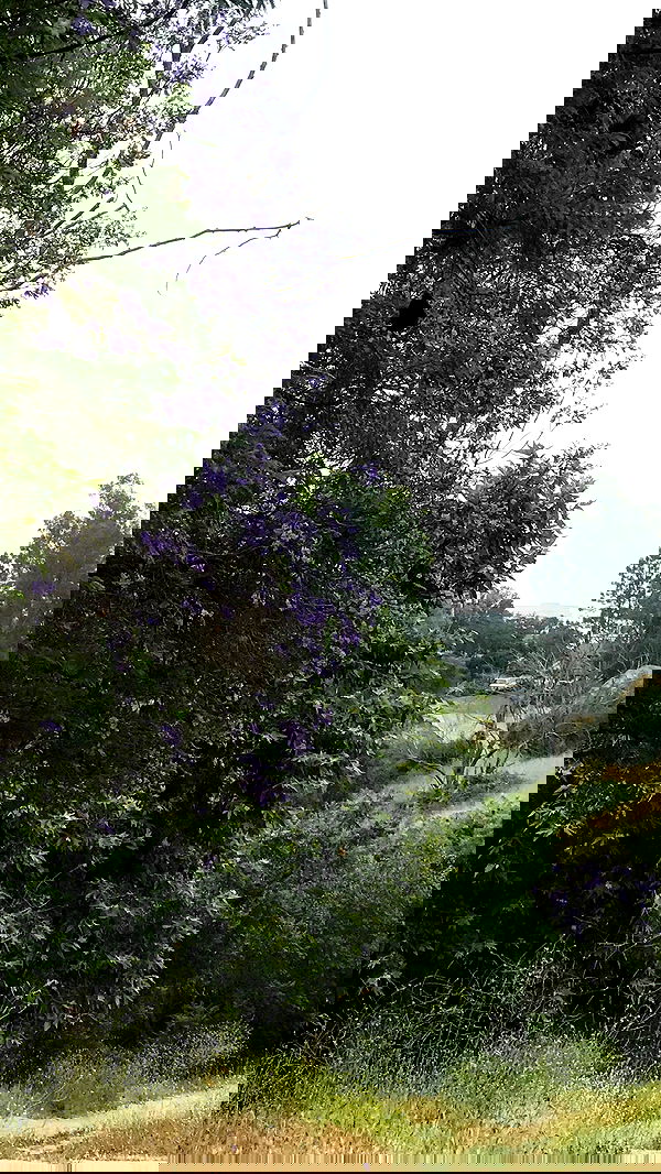 zommmbri image ~ Altpins