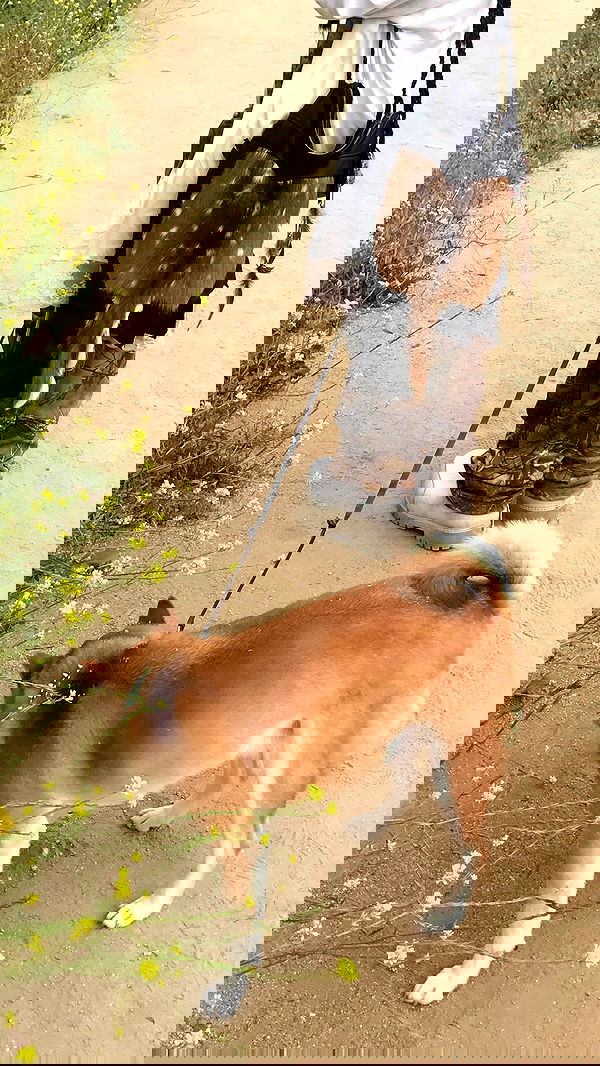 zommmbri image ~ Altpins