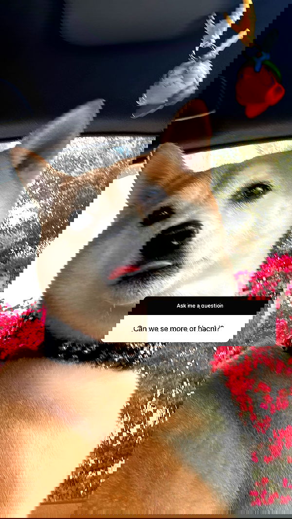 zommmbri image ~ Altpins