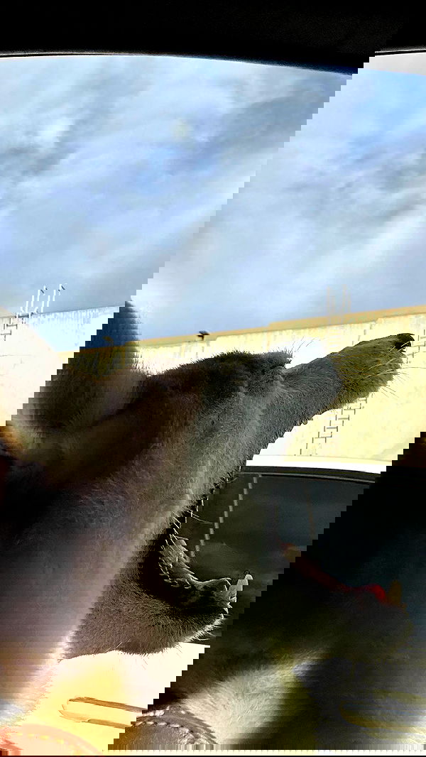 zommmbri image ~ Altpins