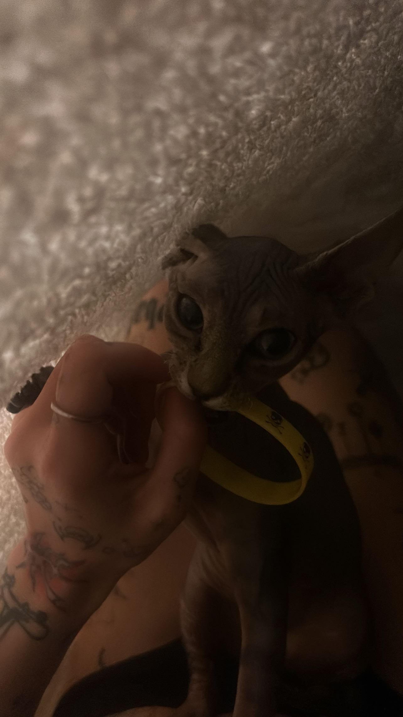 zommmbri instagram image archive image