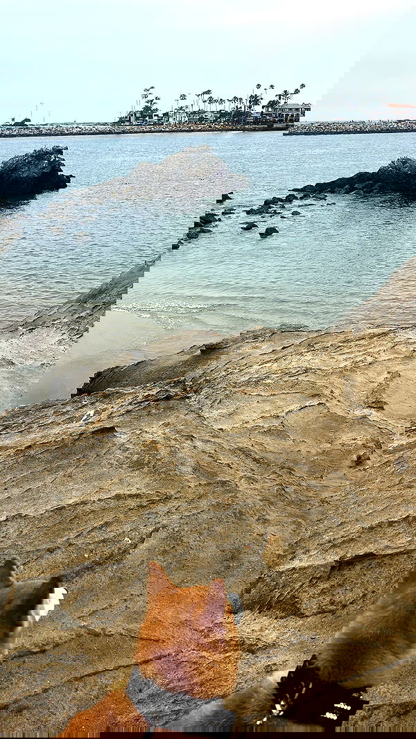 zommmbri image ~ Altpins