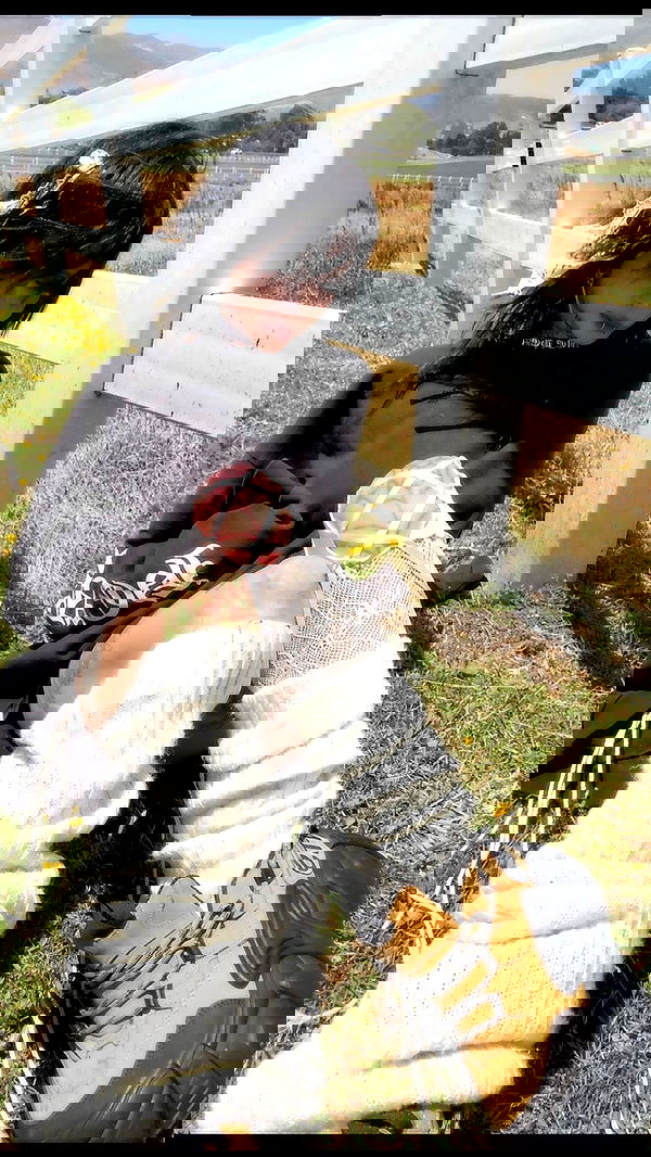 zommmbri image ~ Altpins