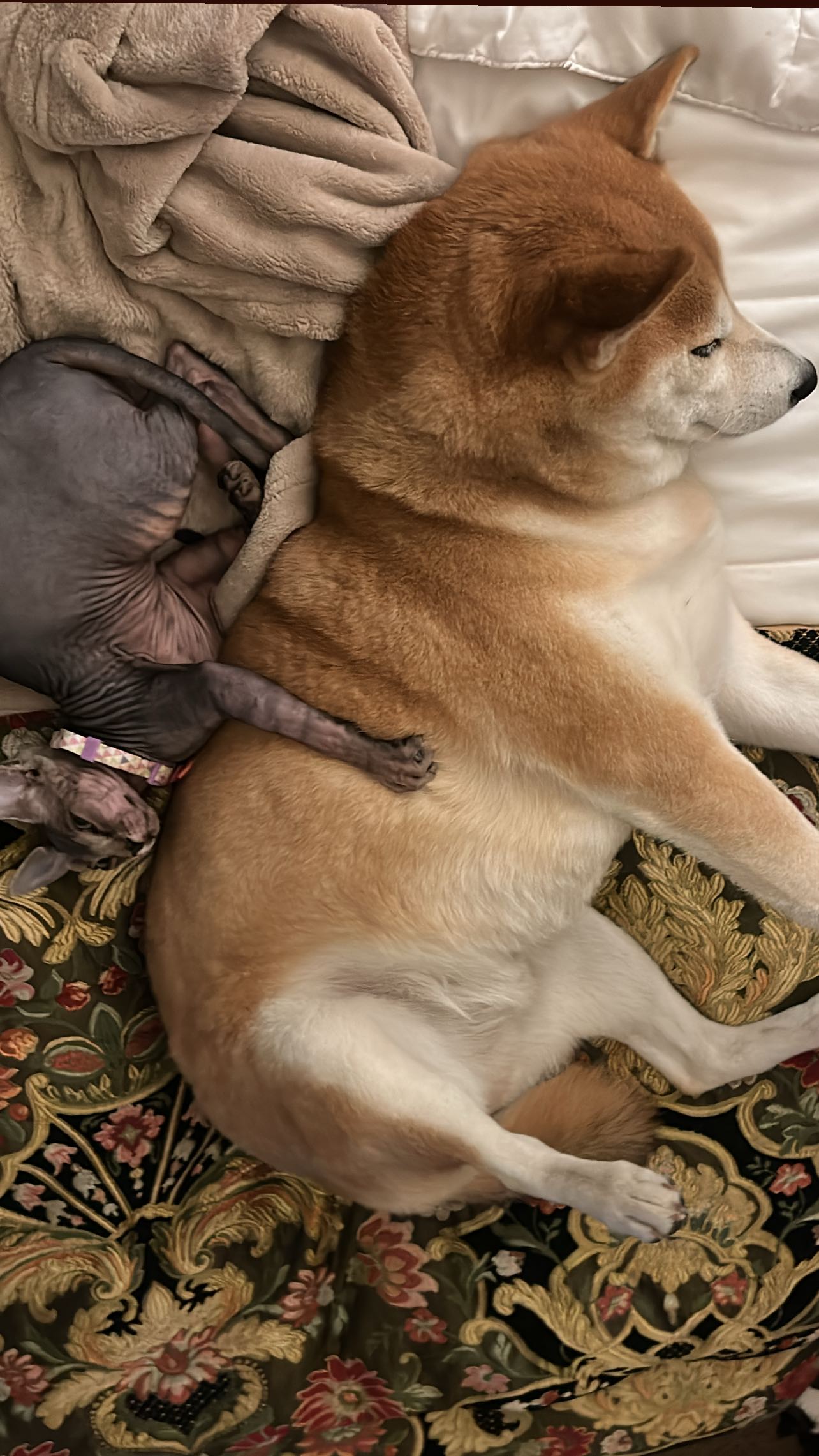 zommmbri instagram image archive image