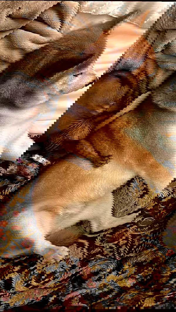 zommmbri image ~ Altpins