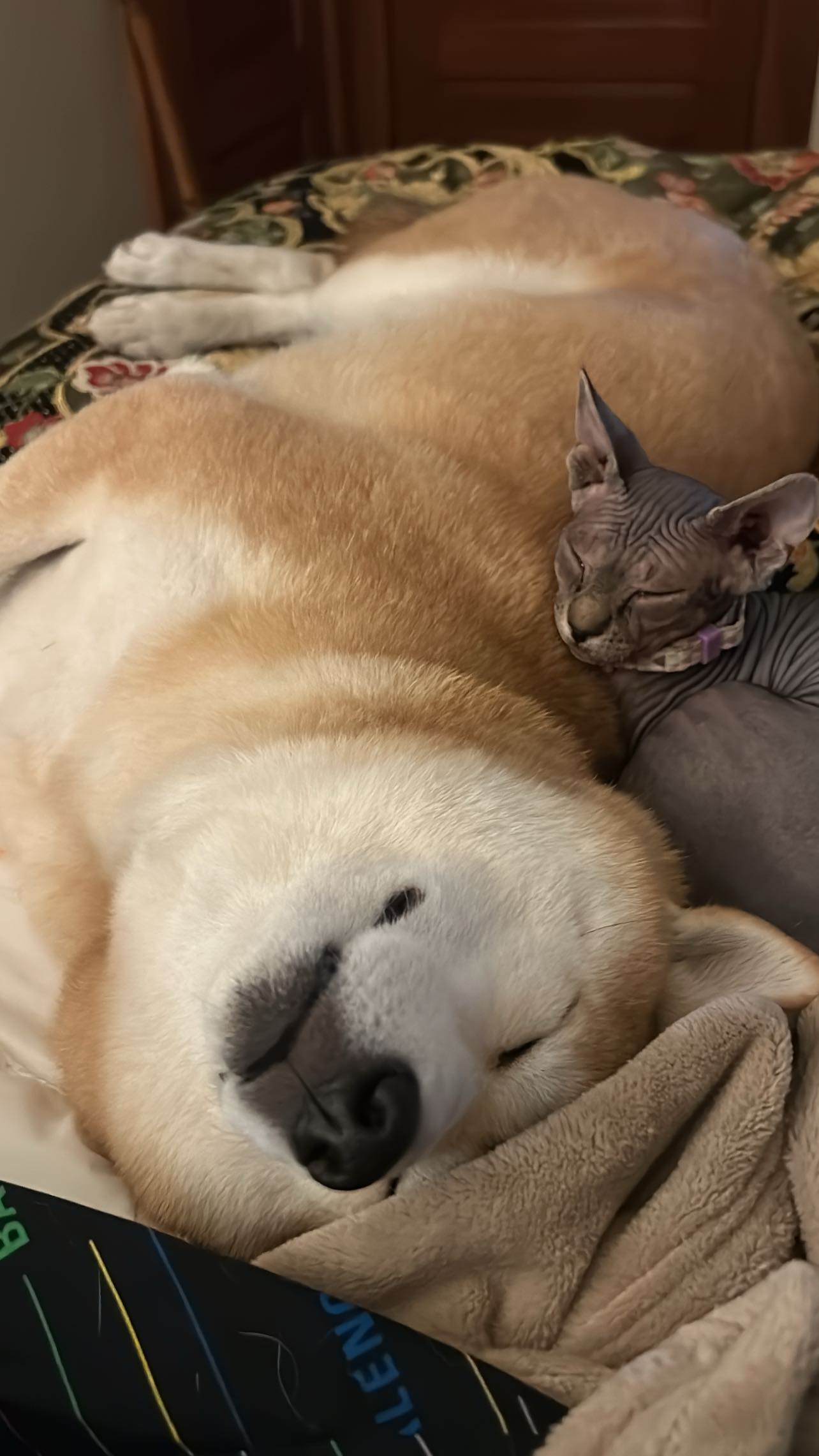 zommmbri instagram image archive image