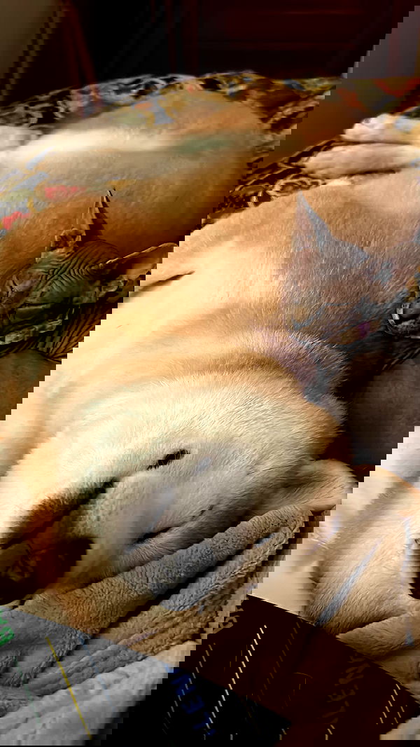 zommmbri image ~ Altpins