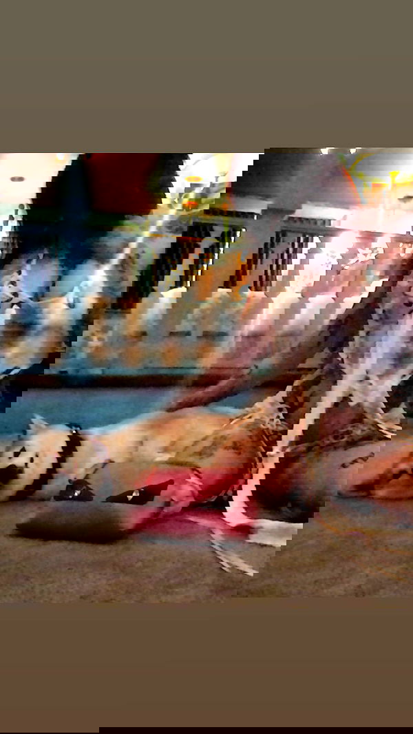 zommmbri image ~ Altpins