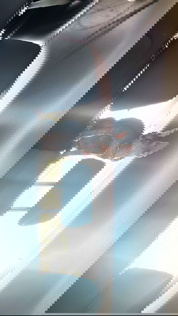 zommmbri image ~ Altpins