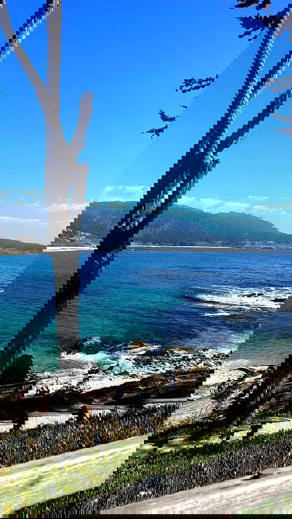 zommmbri image ~ Altpins