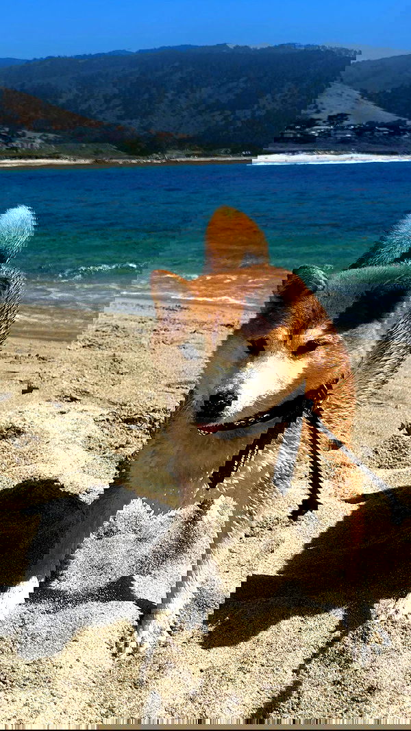 zommmbri image ~ Altpins