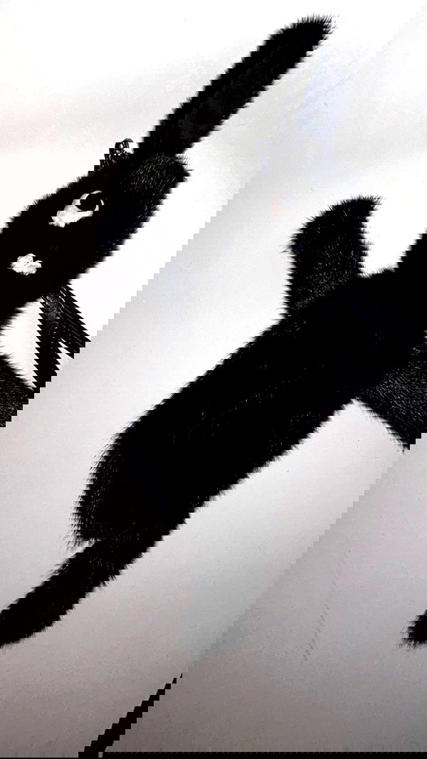 zommmbri image ~ Altpins