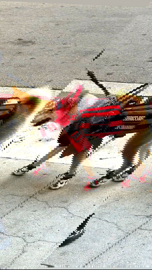 zommmbri image ~ Altpins