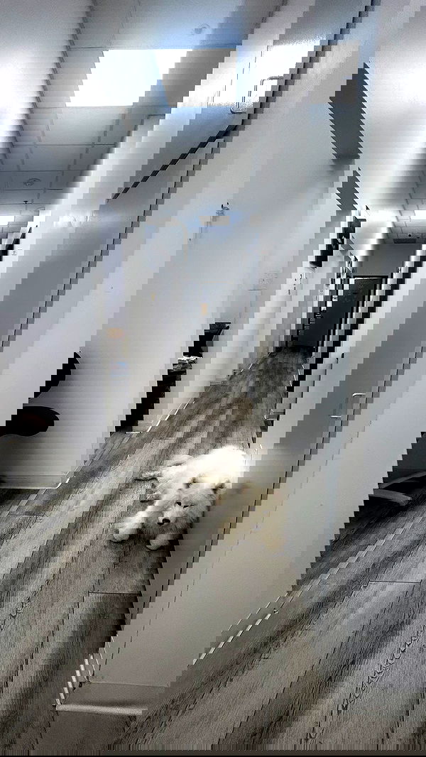 zommmbri image ~ Altpins