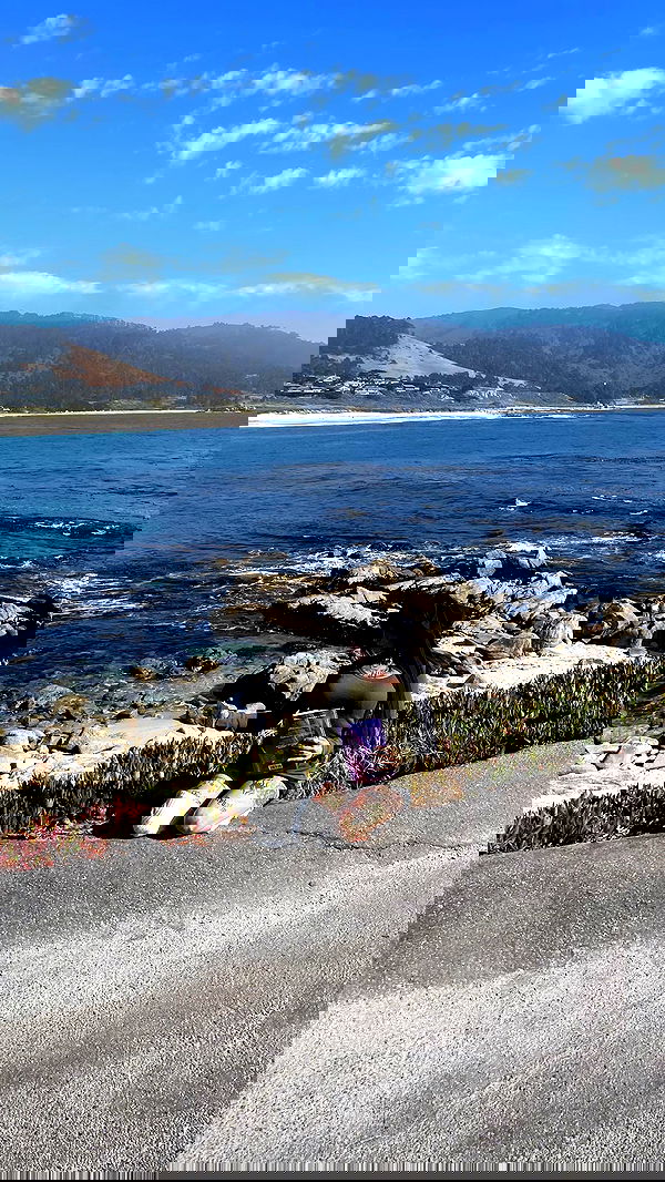 zommmbri image ~ Altpins