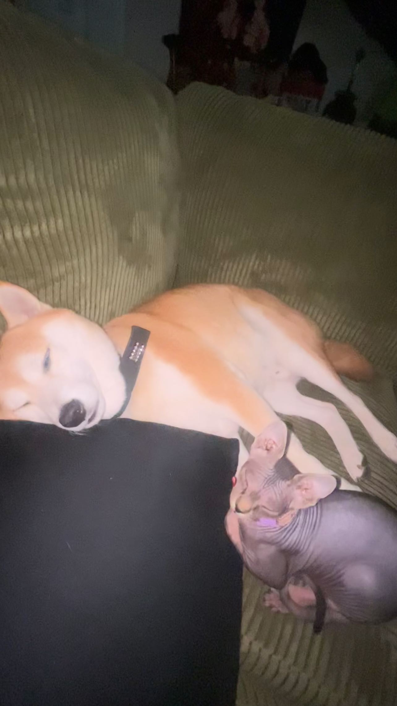 zommmbri instagram image archive image