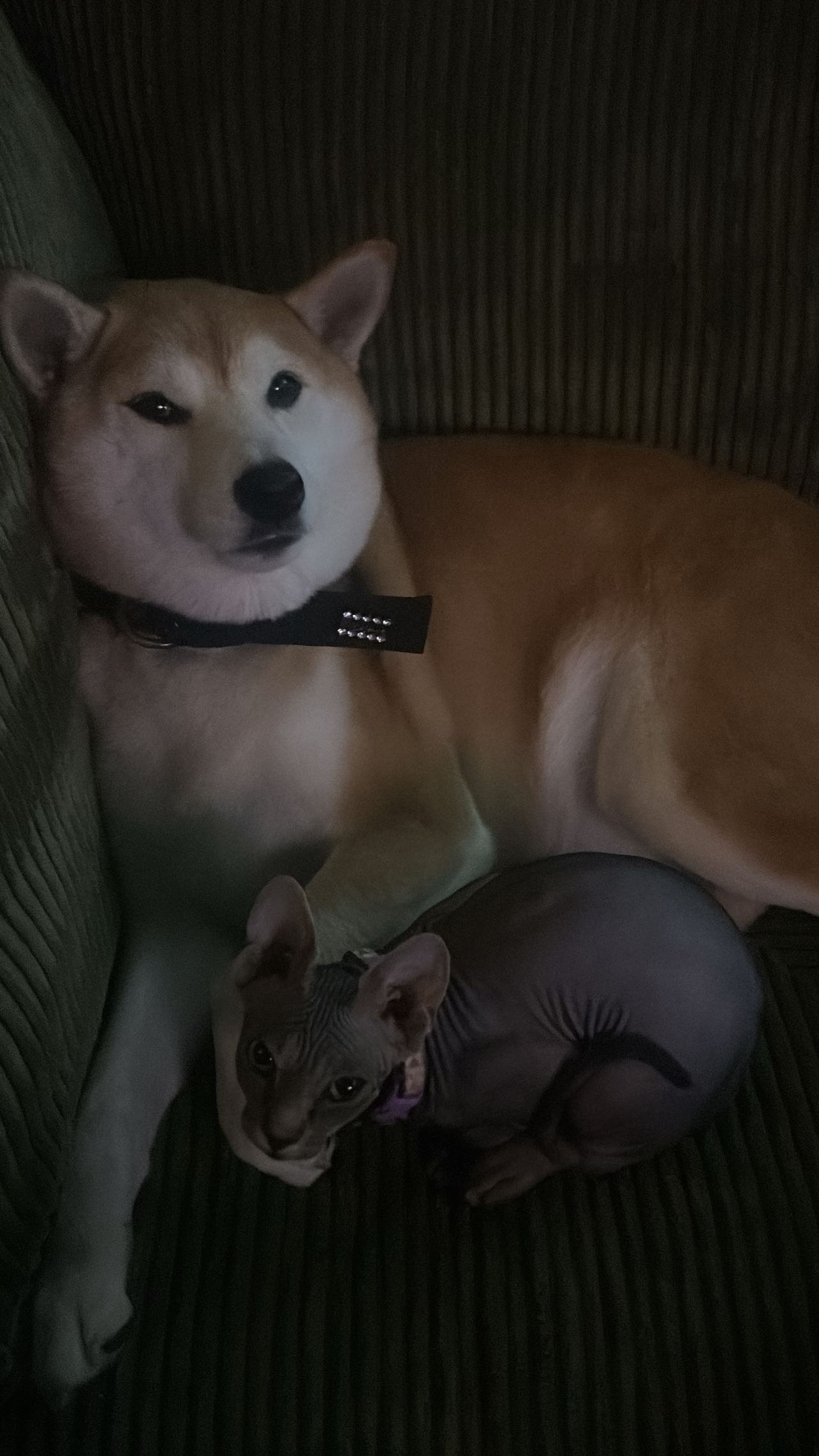 zommmbri instagram image archive image