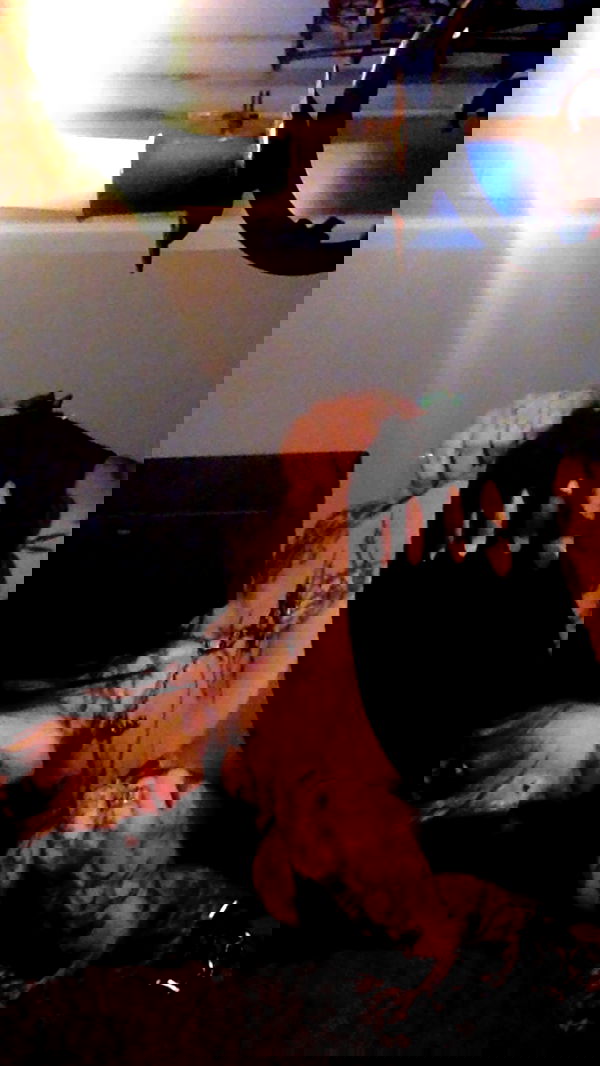 zommmbri image ~ Altpins