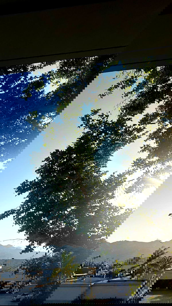 zommmbri image ~ Altpins