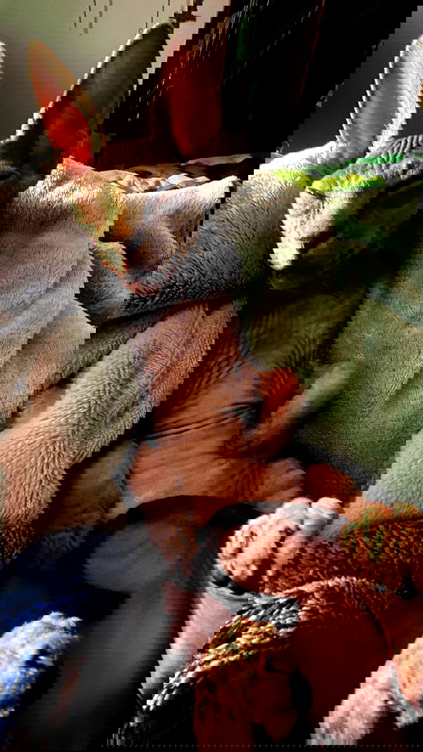 zommmbri image ~ Altpins