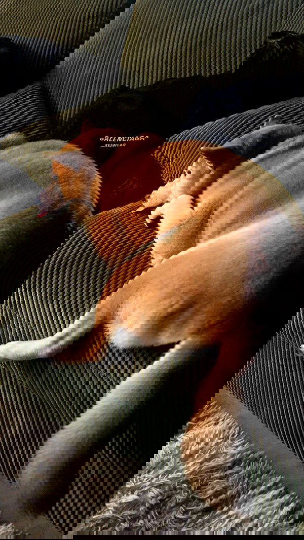 zommmbri image ~ Altpins