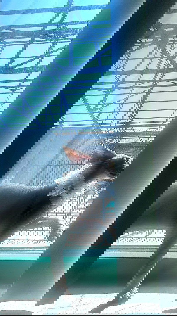 zommmbri image ~ Altpins