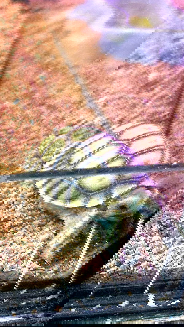 zommmbri image ~ Altpins