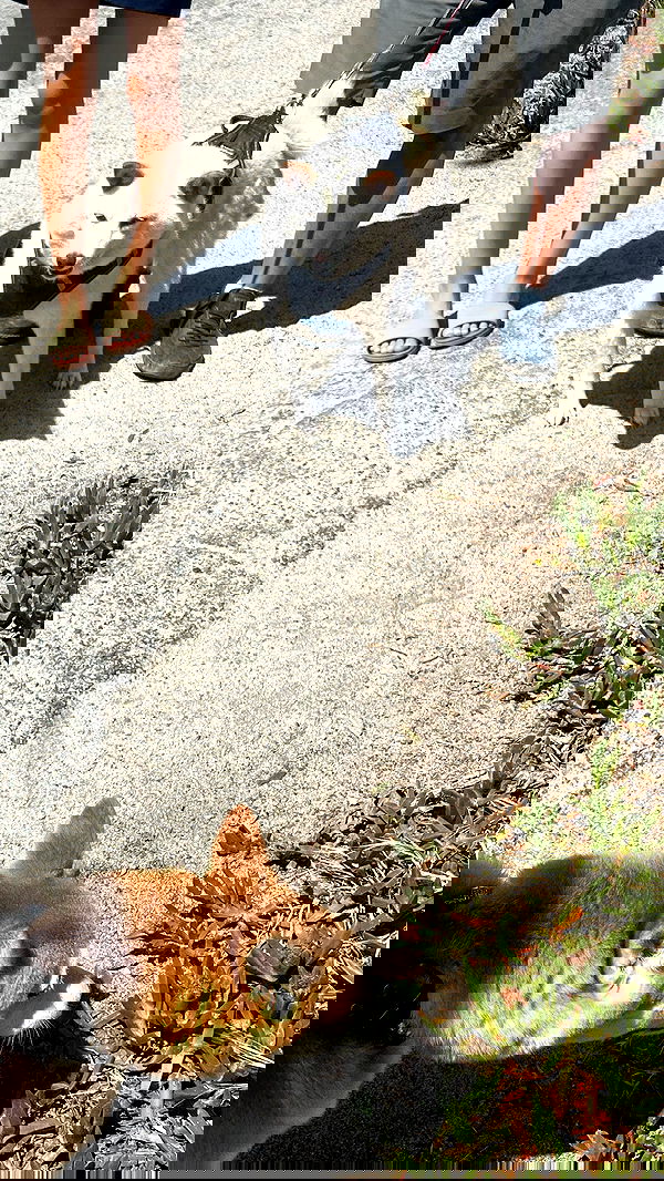 zommmbri image ~ Altpins