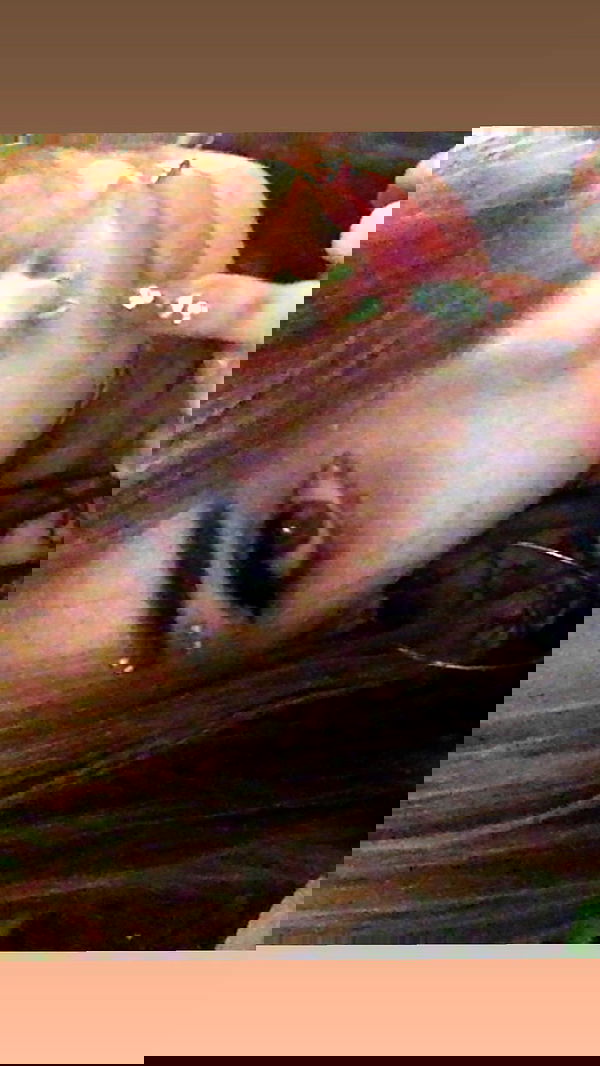 zommmbri image ~ Altpins