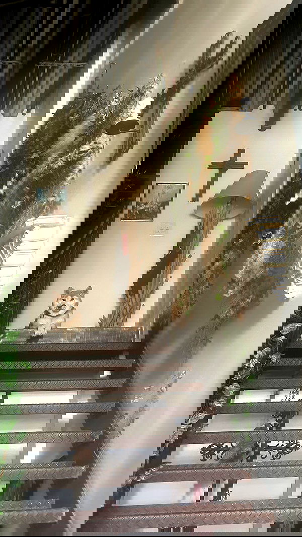 zommmbri image ~ Altpins