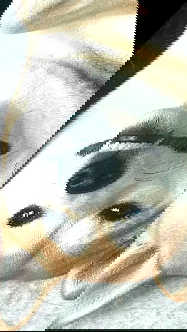 zommmbri image ~ Altpins